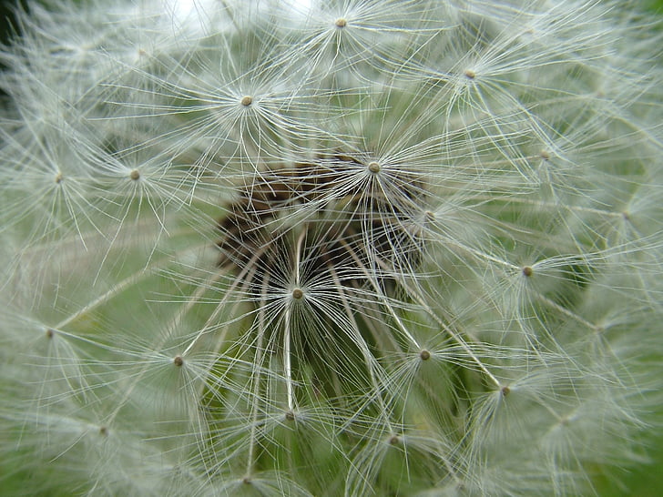 våren, blomster, Løvetann