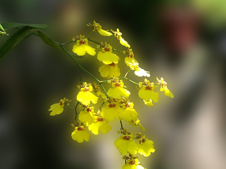 flowers, orchids, yellow, garden, nature, cultivation, delicacy