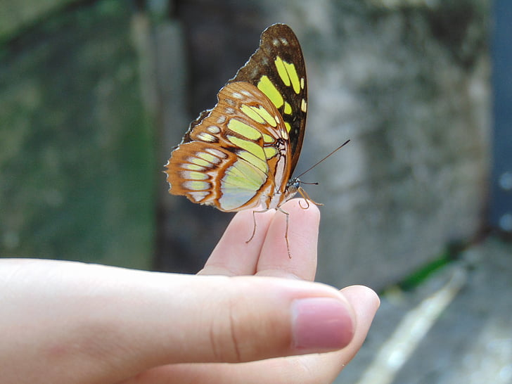 蝶, 手, 自然, 翼, 昆虫, 人間の手, 動物関連
