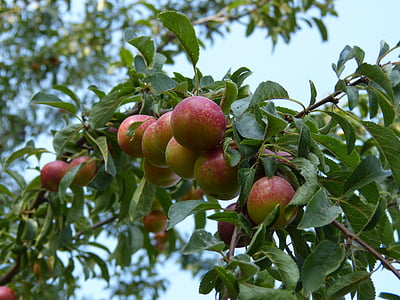 plums, plum tree, branch, fruit, ripe, tree, nature