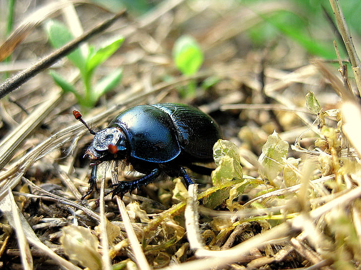 beetle, beasts, field, insect, wildlife, bug, small