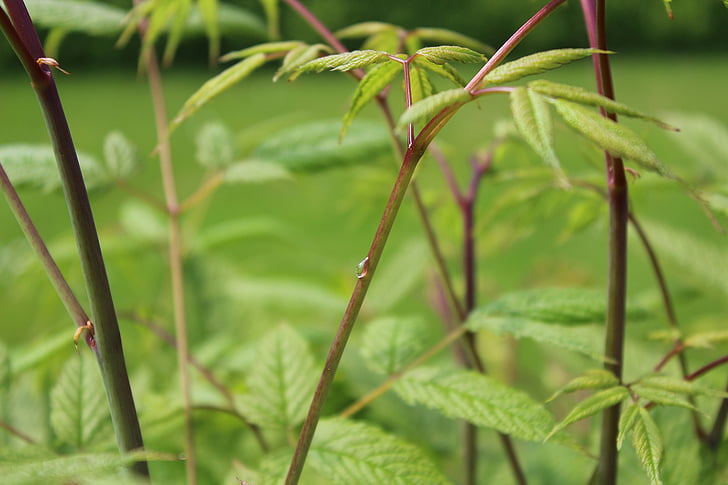 plant, raindrop, nature