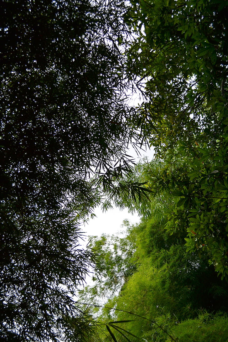Bamboo, lehdet, Bamboo kasvit, ruoho, Bamboo ampua, ruoho, puut