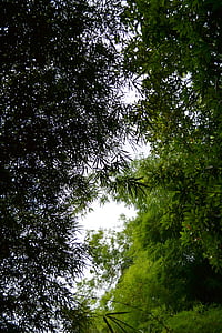 bambus, listi, bambusa rastlin, trava, bambusa ustrelil, travnata, dreves