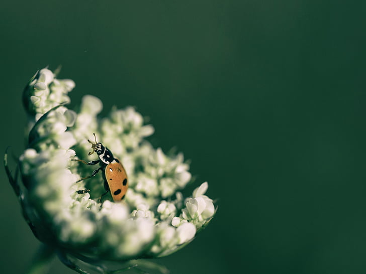 animal, beetle, blur, bright, close-up, flora, flower