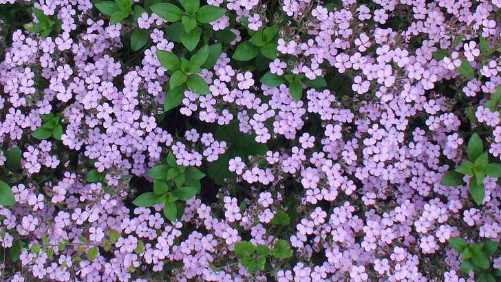 flowers, purple, pink, green, nature, leaves, blossom
