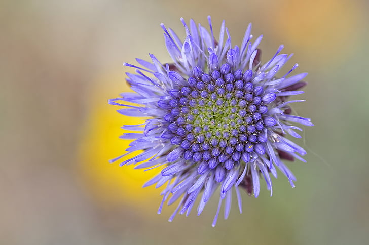 gėlė, makro, Gamta, violetinė