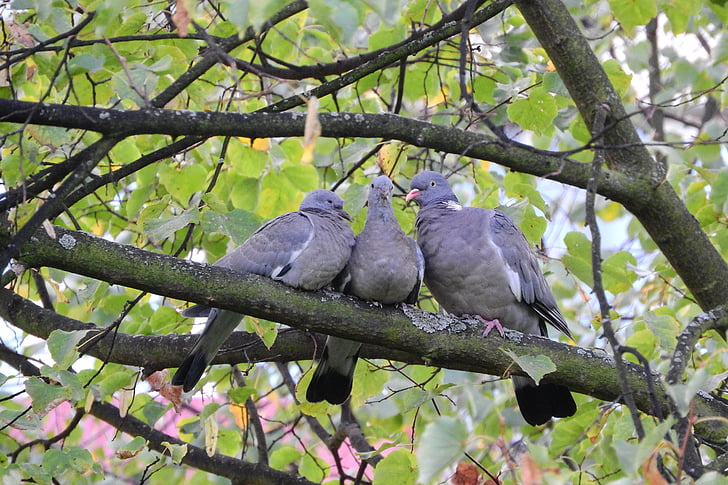 common wood pigeon, pigeons, birds on a branch, columba, branch, bird, tree