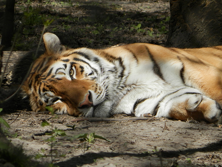 siberian tiger, tiger, zoo