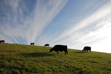 ternak, padang rumput, merumput, sapi, langit, awan, pemandangan