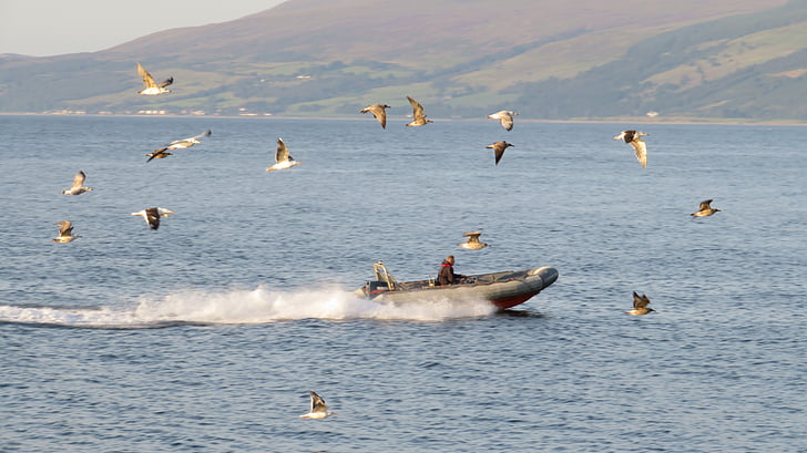 sea, boot, gulls, swarm, flock of birds, noise, powerboat