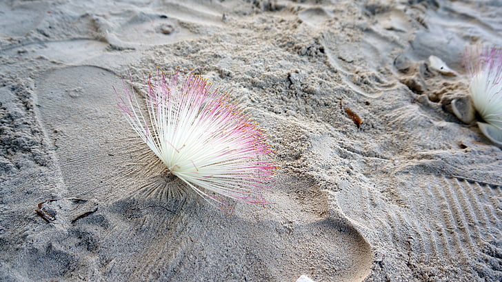 flor, na areia, beira-mar, flores, areia, à beira-mar, passeio