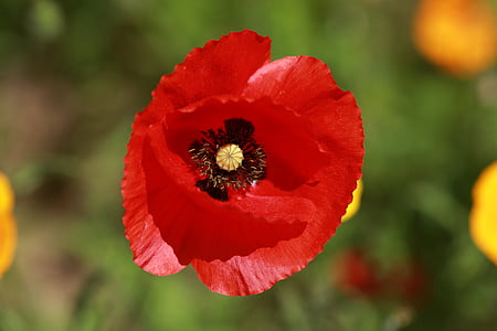 bunga, Poppy, alam, Fleurs des champs, merah