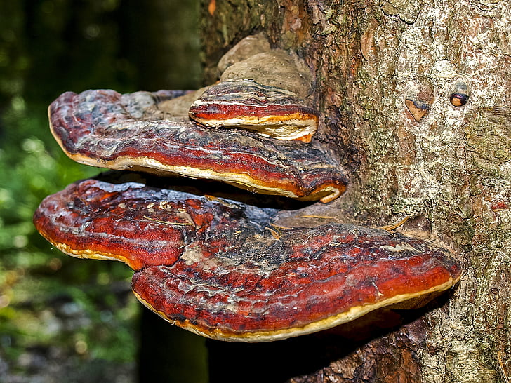 tree fungus, mushroom, nature