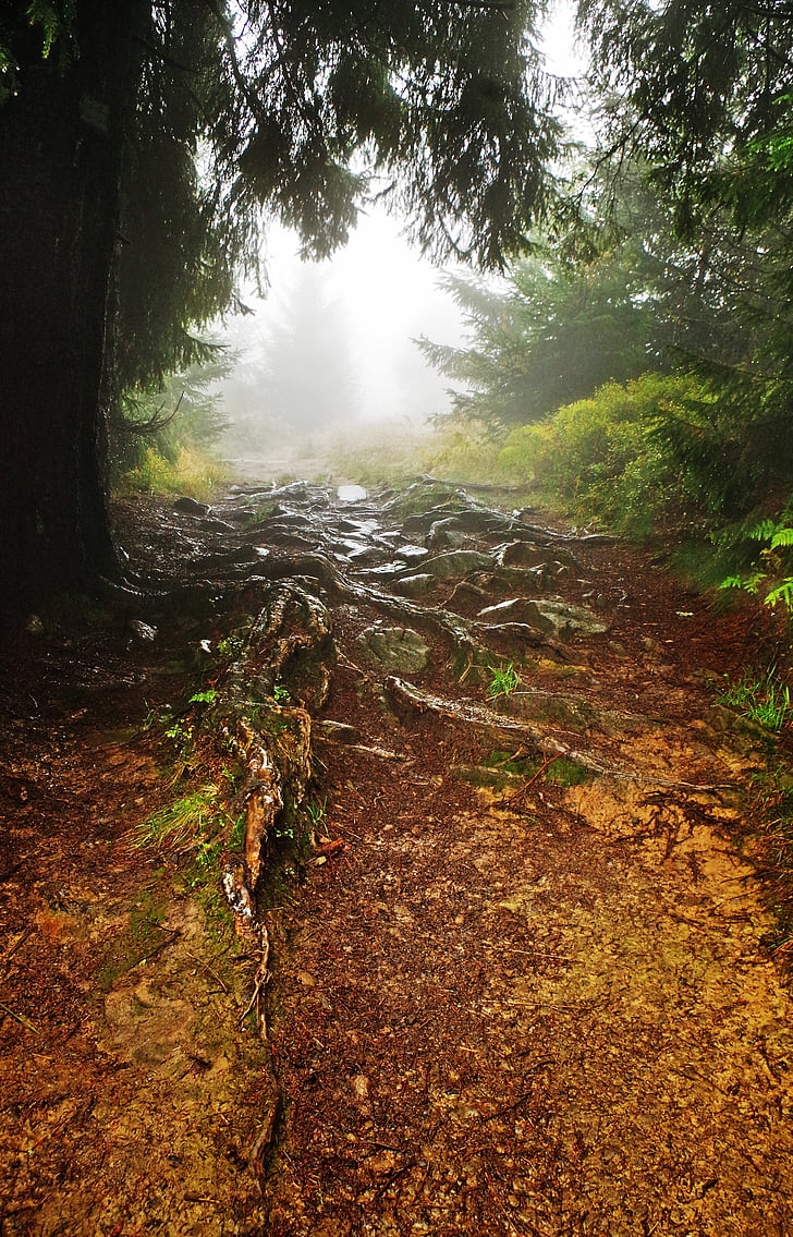 mountains, hiking trail, hot, the fog, forest, rosa, way