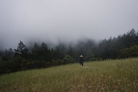 pole, mgła, lasu, trawa, użytki zielone, krajobraz, mgła