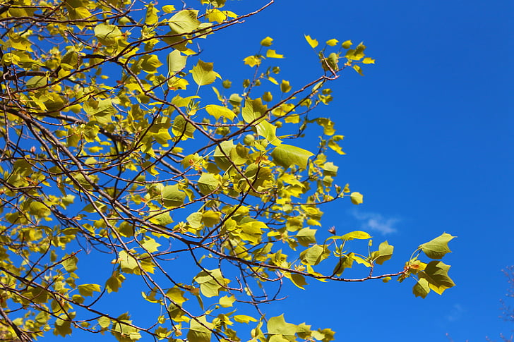 δέντρο, άνοιξη, φύλλα, υποκαταστήματα, ουρανός, φύση, μπλε