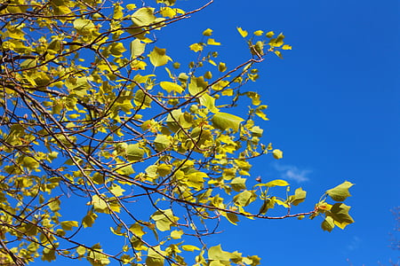 træ, forår, blade, grene, Sky, natur, blå