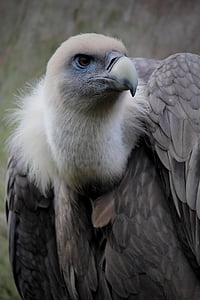 vulture, feathers, bird, beak, bird of prey, zoo, griffon vulture