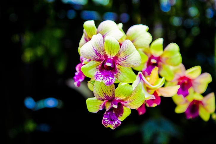 Orchid, bloem, mooie, natuur, natuurlijke