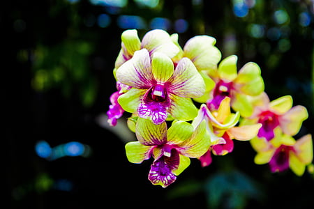 orquídea, flor, linda, natureza, natural