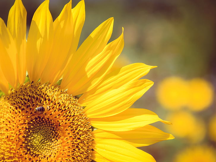 ljeto, suncokret, pčela, žuta, cvijet, biljni i životinjski svijet, priroda