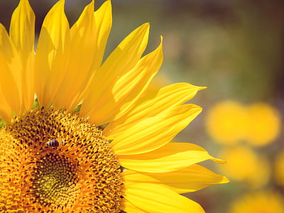 léto, Slunečnice, včela, žlutá, květ, volně žijící zvířata, Příroda