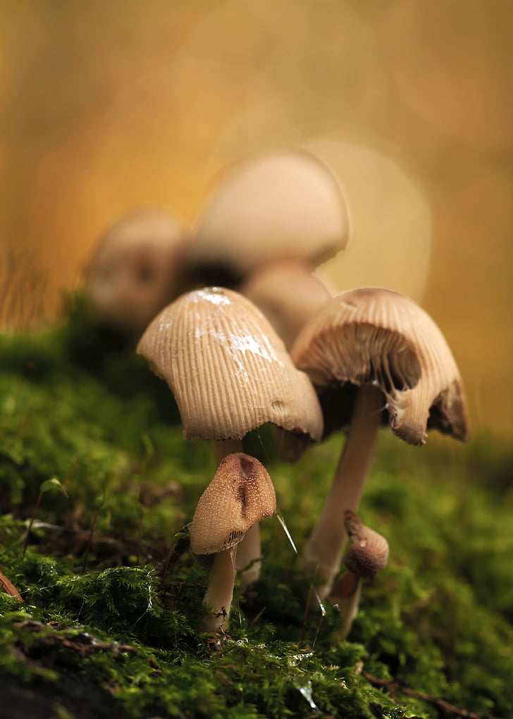 mushrooms, mushroom group, forest, moss, nature, autumn, mica comatus