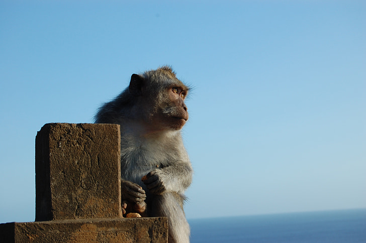 monkey, pavian, ape, animal, sitting, waiting, looking