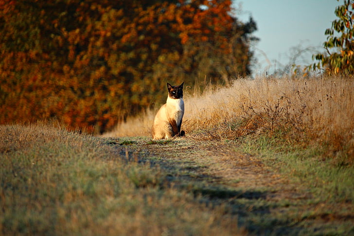kočka, Mieze, kotě, pryč, Lane, tráva, podzim