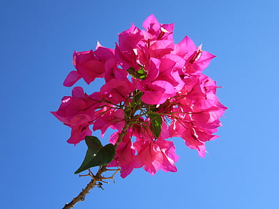 bougainvillea, close, tropical, bougainville, four o'clock plant, beautiful flower, mediterranean