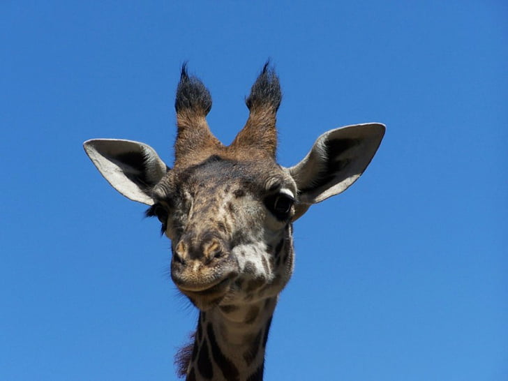 giraffa, Zoo di, testa, selvaggio, fauna selvatica, animale