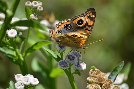 sommerfugl, natur, renhet, livet, insekt, Butterfly - insekt, dyr