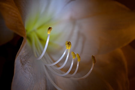 amaryllis, macro, blossom, bloom, close, amaryllis plant, flower