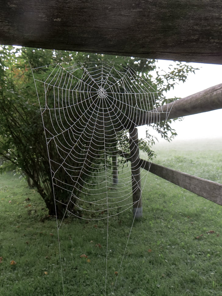 edderkopp, spindelvev, nettverk, morgentau, tåke, moden, dråpe vann