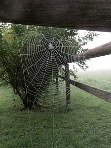 Aranha, teia de aranha, rede, Morgentau, nevoeiro, maduras, gota de água