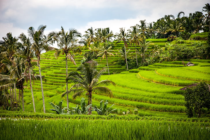 arroz, terraço de arroz, terraços, agricultura, cultivo de arroz, Bali, Indonésia