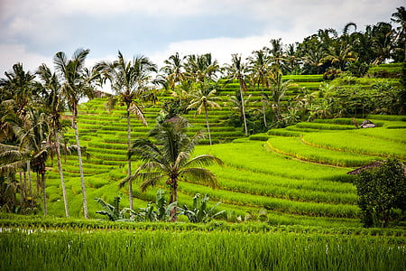 ris, ris terrass, terrasser, jordbruk, risodling, Bali, Indonesien