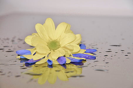 태양 날개, 꽃, 블루, 하얀, 노란색, 장미빛 helipterum roseum, 여름