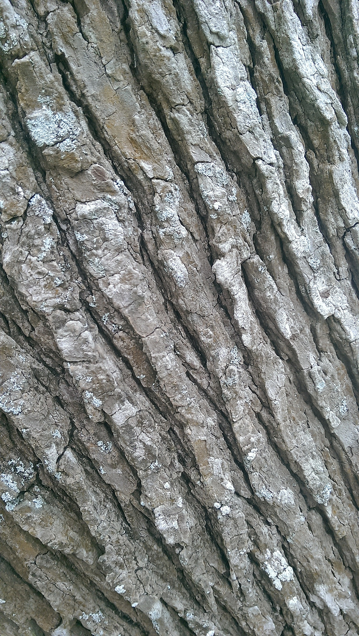 tree trunk, texture, brown, surface, wooden, rough, forest