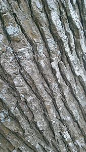 tronc d'arbre, textura, marró, superfície, fusta, brut, bosc