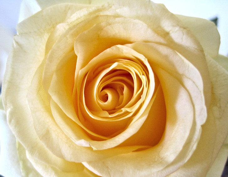 Rosa amarilla, jardín de verano, flor, al aire libre, flor color de rosa-, Pétalo, Close-up