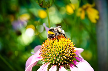Biene, Sammlung von Blütenpollen, Hummel, Nahaufnahme, Blume, Grün, Insekt