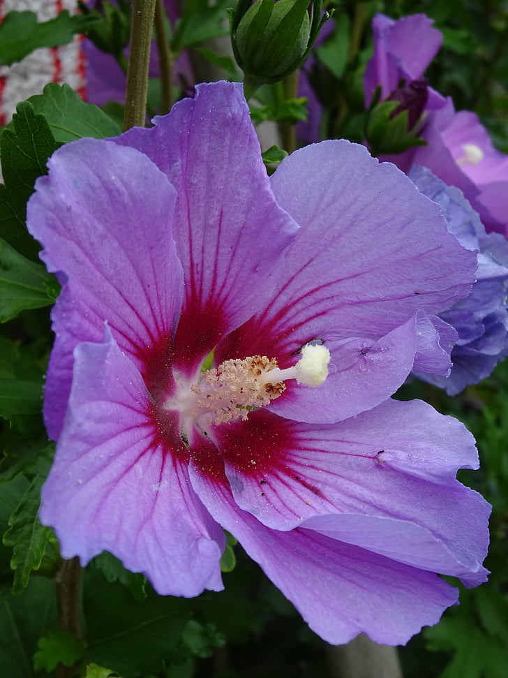 Hibiscus, Blossom, Bloom, violetti, kesällä, Puutarha, hedge