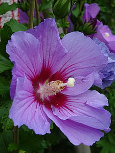 Hibiscus, flor, floración, púrpura, verano, jardín, cobertura