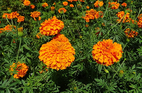 bunga, Marigold, Orange, bidang, tanaman, mekar, Flora