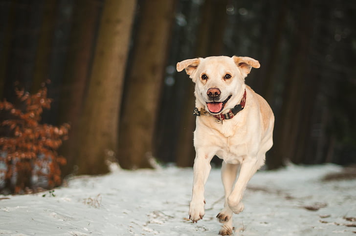gos, Labrador, animal, a peu, executar, a l'exterior, l'hivern