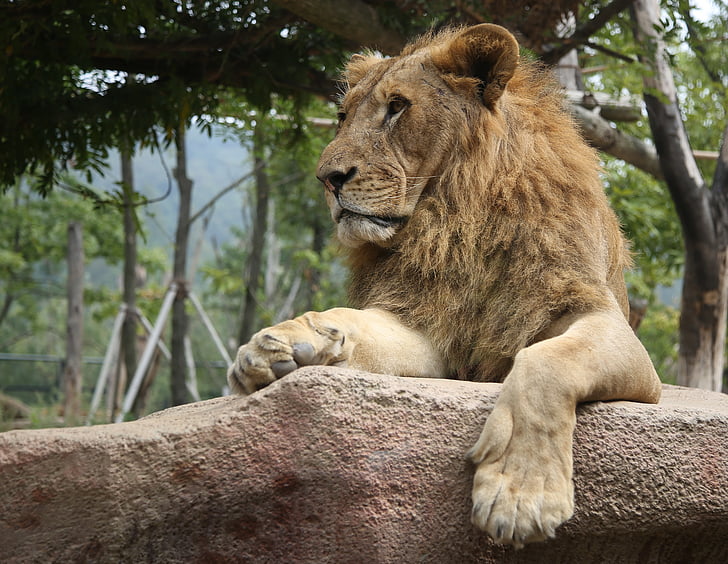 Lion, Safari, Stern, sérieux, stricte, dignité, le pied avant