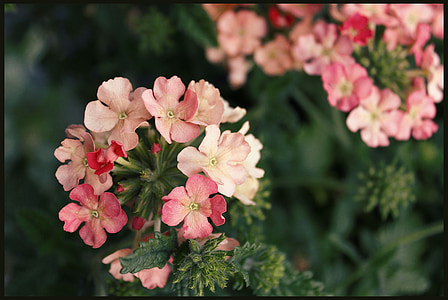 Geranium, pelargoner, korgen blommor, trädgård, blommande, röd, grön