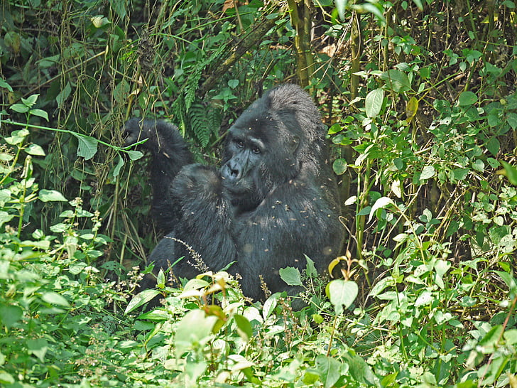 Gorilla, Silverback, Uganda, Monkey, APE, dominerande, kraftfull